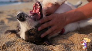 Best DOG Video 2023 # 1 Funny Puppy Videos 2023
