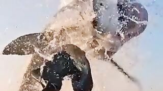 Animal video fish