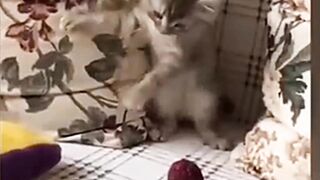Funny stupid cat | try not laugh
