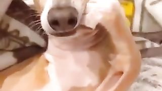 Best Funny Animal Videos.