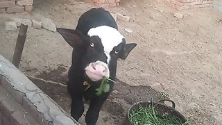 Beautiful buffalo baby how sweet buffalo baby