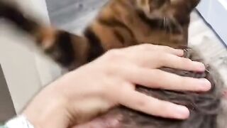 cat boxer
