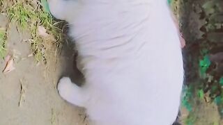 Cats cutes couple || cute cats In house