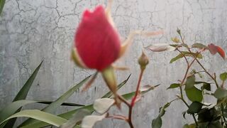 Enjoy song with beautiful flowers