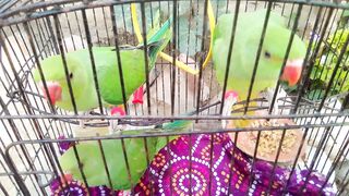 My pets