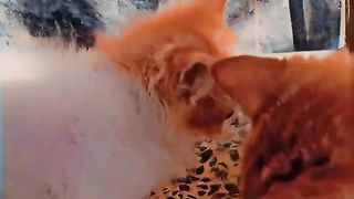 My cute kittens
