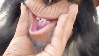Funny cats&dogs