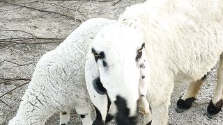 Baby sheep ???? with mother