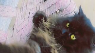 Cat in owners fighting || cat ki sharartain|| Black cat