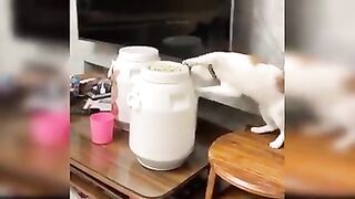 Adorable kitten melts hearts with it's playful antics,funny and cute cats