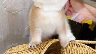 Innocent kitten