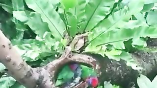 Beautiful birds