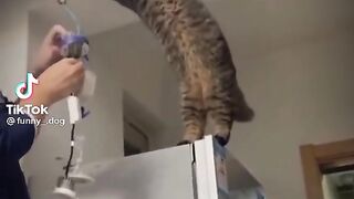 Funny Cat