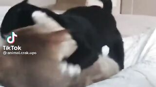 Angry Cats