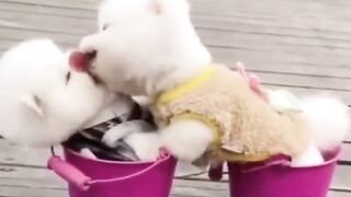 Baby cat video ##cate and dog funny video #