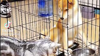 Cat vs Dog
