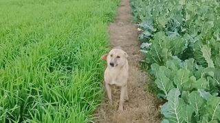 Cute dancing dog