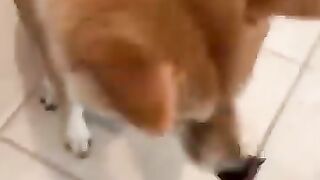 Funny cat and dog video//animal funny video