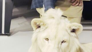 Cuddle with white Lion.