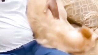 Animals playing with human
