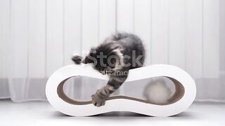 cat curcus