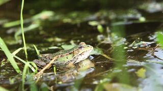 frog green pond