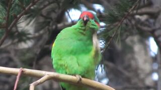 10 Most beautiful parrots paradise