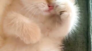 Naughty kitten