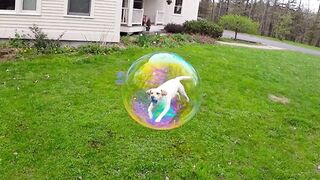 Amazing Pictures| Timely Taken Pictures| Funny Pictures
