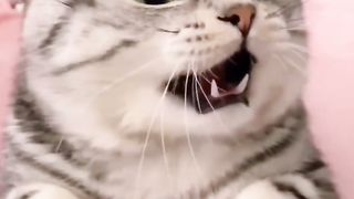 Funny animals video