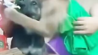 Dog and Monkey Funny Video