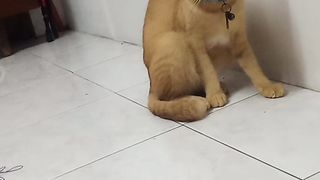 My cute cat
