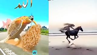 Shabaz Qalander
