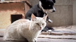 cat gggggg