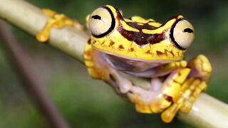 amazing yellow frog