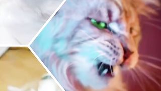 cute cats attitude video # cute cats funny video