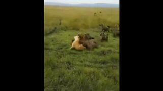 Самые Невероятные Столкновения Стай Животных
