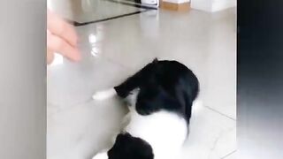 very funny catsoment