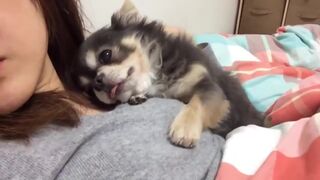 Пушистый чихуахуа — мастер обнимашек