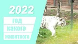 2022 год какого животного по восточному календарю - ГОД ТИГРА