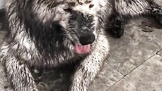 Here’s Why Dogs Find True Happiness While Playing In The Mud