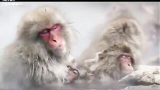 мартышкин релакс