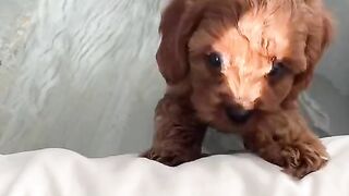 Funny Puppy - Best Of The 2021 Funny Dog Videos - TRY NOT TO LAUGH!