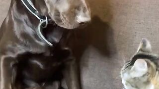 Cet the Dog