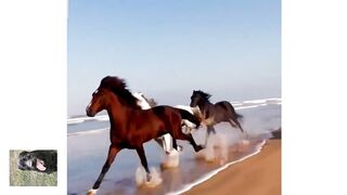 Самые прекрасные и грациозные создания-. созданные творцом.