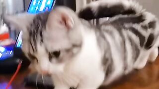 Funny cats
