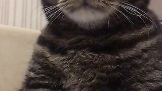 funny cats