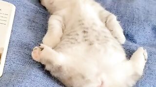 funny cats