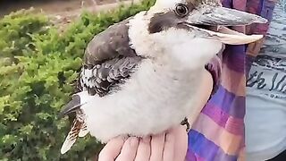 big bird