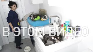 dogs bathe